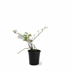 Pépinières Naudet PÉPINIÈRES NAUDET - Lierre des bois 'glacier' (hedera helix 'glacier') Sale
