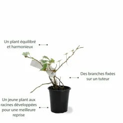 Pépinières Naudet PÉPINIÈRES NAUDET - Lierre des bois 'glacier' (hedera helix 'glacier') Sale