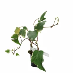 Pépinières Naudet Plantes Grimpantes | PÉPINIÈRES NAUDET - Lierre des canaries 'gloire de marengo'