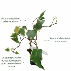 Pépinières Naudet Plantes Grimpantes | PÉPINIÈRES NAUDET - Lierre des canaries 'gloire de marengo'