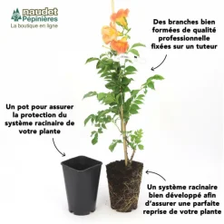 Pépinières Naudet Plantes Grimpantes | PÉPINIÈRES NAUDET - Lierre des canaries 'gloire de marengo'