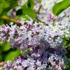 Pépinières Naudet Arbres Et Arbustes | PÉPINIÈRES NAUDET - Lilas commun (syringa vulgaris)