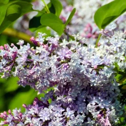 Pépinières Naudet Arbres Et Arbustes | PÉPINIÈRES NAUDET - Lilas commun (syringa vulgaris)