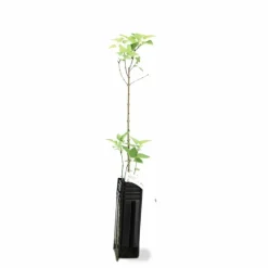 Pépinières Naudet Arbres Et Arbustes | PÉPINIÈRES NAUDET - Lilas commun (syringa vulgaris)