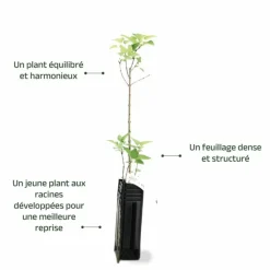 Pépinières Naudet Arbres Et Arbustes | PÉPINIÈRES NAUDET - Lilas commun (syringa vulgaris)