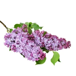 Pépinières Naudet Arbres Et Arbustes | PÉPINIÈRES NAUDET - Lilas commun (syringa vulgaris)
