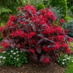 Pépinières Naudet PÉPINIÈRES NAUDET - Loropétale de chine 'ever red' (loropetalum chinense 'ever red') Online