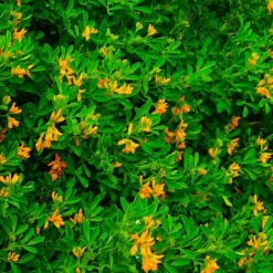 Pépinières Naudet Arbres Et Arbustes | PÉPINIÈRES NAUDET - Luzerne arborescente (medicago arborea)
