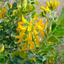 Pépinières Naudet Arbres Et Arbustes | PÉPINIÈRES NAUDET - Luzerne arborescente (medicago arborea)