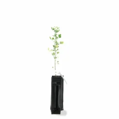 Pépinières Naudet Arbres Et Arbustes | PÉPINIÈRES NAUDET - Luzerne arborescente (medicago arborea)
