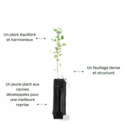 Pépinières Naudet Arbres Et Arbustes | PÉPINIÈRES NAUDET - Luzerne arborescente (medicago arborea)