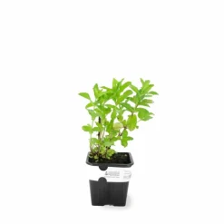 Pépinières Naudet PÉPINIÈRES NAUDET - Menthe verte (mentha spicata) Clearance