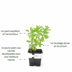 Pépinières Naudet PÉPINIÈRES NAUDET - Menthe verte (mentha spicata) Clearance
