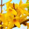 Pépinières Naudet Plantes De Haies | PÉPINIÈRES NAUDET - Mimosa de paris 'lynwood gold' (forsythia x intermedia 'lynwood gold')