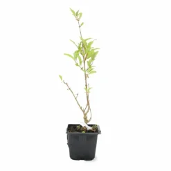 Pépinières Naudet Plantes De Haies | PÉPINIÈRES NAUDET - Mimosa de paris 'lynwood gold' (forsythia x intermedia 'lynwood gold')