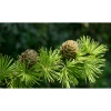 Pépinières Naudet PÉPINIÈRES NAUDET - Mélèze d'europe (larix decidua) - godet - taille 20/40cm Online