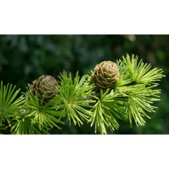 Pépinières Naudet PÉPINIÈRES NAUDET - Mélèze d'europe (larix decidua) - godet - taille 20/40cm Online