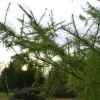 Pépinières Naudet Conifères | PÉPINIÈRES NAUDET - Mélèze hybride (larix eurolepis) - godet - taille 20/40cm