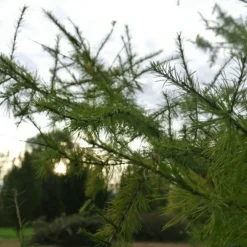 Pépinières Naudet Conifères | PÉPINIÈRES NAUDET - Mélèze hybride (larix eurolepis) - godet - taille 20/40cm