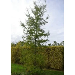 Pépinières Naudet Conifères | PÉPINIÈRES NAUDET - Mélèze hybride (larix eurolepis) - godet - taille 20/40cm