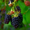 Pépinières Naudet Petits Fruits | PÉPINIÈRES NAUDET - Mûre 'thornfree' (rubus fruticosus 'thornfree')