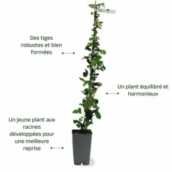 Pépinières Naudet Petits Fruits | PÉPINIÈRES NAUDET - Mûre 'thornfree' (rubus fruticosus 'thornfree')