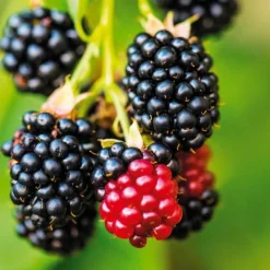 Pépinières Naudet Fruitiers Et Agrumes | PÉPINIÈRES NAUDET - Mûre 'triple crown' (rubus fruticosus 'triple crown')