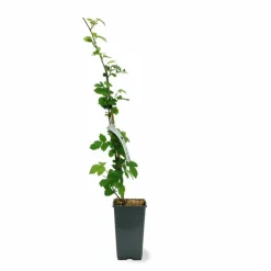 Pépinières Naudet Fruitiers Et Agrumes | PÉPINIÈRES NAUDET - Mûre 'triple crown' (rubus fruticosus 'triple crown')