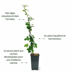 Pépinières Naudet Fruitiers Et Agrumes | PÉPINIÈRES NAUDET - Mûre 'triple crown' (rubus fruticosus 'triple crown')