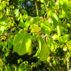 Pépinières Naudet PÉPINIÈRES NAUDET - Nerprun purgatif (rhamnus cathartica) Online