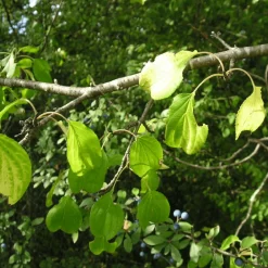 Pépinières Naudet PÉPINIÈRES NAUDET - Nerprun purgatif (rhamnus cathartica) Online
