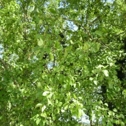 Pépinières Naudet PÉPINIÈRES NAUDET - Nerprun purgatif (rhamnus cathartica) Online