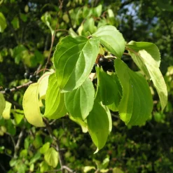 Pépinières Naudet PÉPINIÈRES NAUDET - Nerprun purgatif (rhamnus cathartica) Online