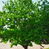 Pépinières Naudet Petits Fruits | PÉPINIÈRES NAUDET - Noisetier commun ou coudrier (corylus avellana)