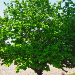 Pépinières Naudet Petits Fruits | PÉPINIÈRES NAUDET - Noisetier commun ou coudrier (corylus avellana)