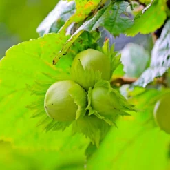 Pépinières Naudet Petits Fruits | PÉPINIÈRES NAUDET - Noisetier commun ou coudrier (corylus avellana)