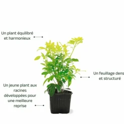 Pépinières Naudet Arbres Et Arbustes | PÉPINIÈRES NAUDET - Oranger du mexique 'sundance' (choisya ternata 'sundance')