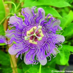Pépinières Naudet PÉPINIÈRES NAUDET - Passiflore 'eia popeia' ® (passiflora incarnata 'eia popeia' ®) Hot