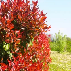 Pépinières Naudet Arbres Et Arbustes | PÉPINIÈRES NAUDET - Photinia de fraser 'red robin' (photinia x fraseri 'red robin')