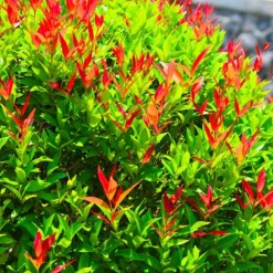 Pépinières Naudet Arbres Et Arbustes | PÉPINIÈRES NAUDET - Photinia de fraser 'red robin' (photinia x fraseri 'red robin')