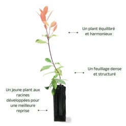 Pépinières Naudet Arbres Et Arbustes | PÉPINIÈRES NAUDET - Photinia de fraser 'red robin' (photinia x fraseri 'red robin')