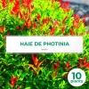 Pépinières Naudet Plantes De Haies | PÉPINIÈRES NAUDET - 10 photinia (photinia fraseri 'red robin') - haie de photinia red robin