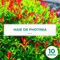 Pépinières Naudet Plantes De Haies | PÉPINIÈRES NAUDET - 10 photinia (photinia fraseri 'red robin') - haie de photinia red robin