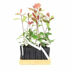 Pépinières Naudet Plantes De Haies | PÉPINIÈRES NAUDET - 10 photinia (photinia fraseri 'red robin') - haie de photinia red robin