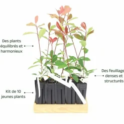 Pépinières Naudet Plantes De Haies | PÉPINIÈRES NAUDET - 10 photinia (photinia fraseri 'red robin') - haie de photinia red robin