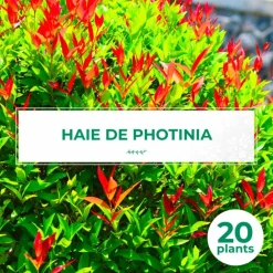 Pépinières Naudet Plantes De Haies | PÉPINIÈRES NAUDET - 20 photinias (photinia fraseri 'red robin') - haie de photinia