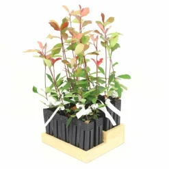 Pépinières Naudet Plantes De Haies | PÉPINIÈRES NAUDET - 20 photinias (photinia fraseri 'red robin') - haie de photinia