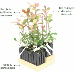 Pépinières Naudet Plantes De Haies | PÉPINIÈRES NAUDET - 20 photinias (photinia fraseri 'red robin') - haie de photinia