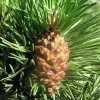 Pépinières Naudet Conifères | PÉPINIÈRES NAUDET - Pin à crochets (pinus uncinata) - godet - taille 13/25cm