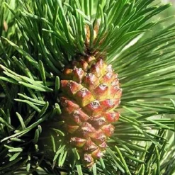 Pépinières Naudet Conifères | PÉPINIÈRES NAUDET - Pin à crochets (pinus uncinata) - godet - taille 13/25cm